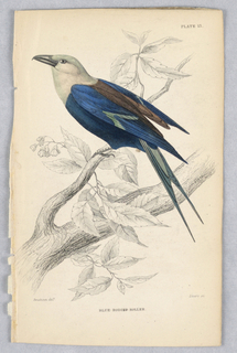 Print, Blue-Bodied Roller, Plate 13 from Birds of Western Africa