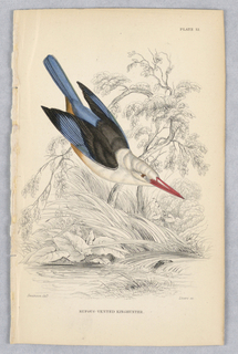 Print, Rufous-Vented Kinghunter, Plate 12 from Birds of Western Africa