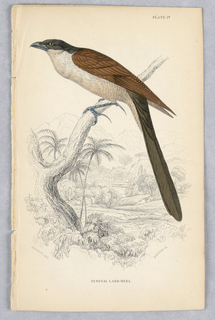 Print, Senegal Lark-Hell, Plate 20 from Birds of Western Africa