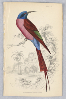 Print, Blue-Headed or Red Bee-Eater, Plate 9 from Birds of Western Africa