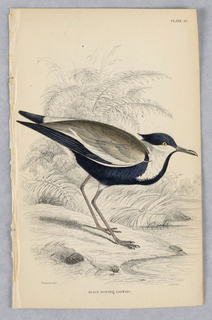 Print, Black-Bodied Lapwing, Plate 26 from Birds of Western Africa