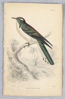 Print, Klass Golden Cuckoo, Plate 21 from Birds of Western Africa