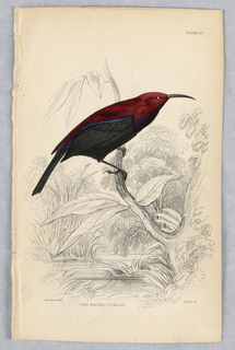Print, Fire-Backed Sunbird, plate 15 from Birds of Western Africa
