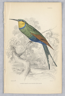 Print, Fork-Tailed Blue-Vented Bee-Eater, Plate 10 from Birds of Western Africa