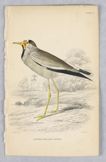 Print, Striped-Throated Lapwing, Plate 27 from Birds of Western Africa
