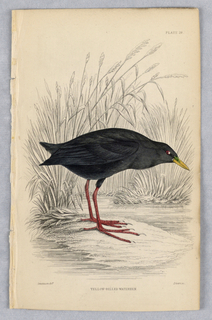 Print, Yellow-Billed Waterhen, Plate 28 from Birds of Western Africa