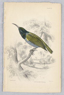 Print, Olive-Backed Sunbird, Plate 16 from Birds of Western Africa