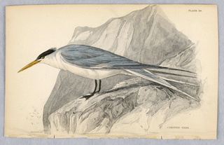 Print, Crested Fern, Plate 30 from Birds of Western Africa