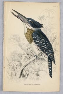 Print, Great African Kingfisher, Plate 11 from Birds of Western Africa