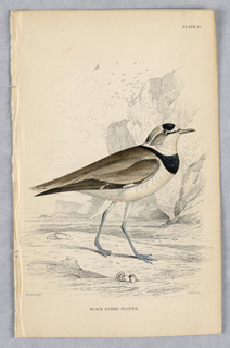 Print, Black-Zoned Plover, Plate 25 from Birds of Western Africa
