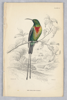 Print, Red-breasted Sunbird, Plate 14 from Birds of Western Africa