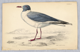 Print, Grey Cap'd Gull, Plate 29 from Birds of Western Africa