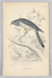 Print, Lineated Cuckoo, Plate 18 from Birds of Western Africa