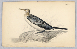 Print, Long-Tailed Cormorant, Plate 31 from Birds of Western Africa