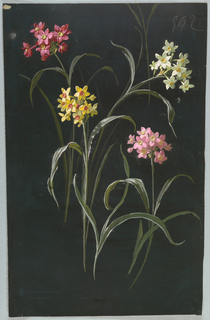 Drawing, from "Saint Germain - Volumes 1 & 2"