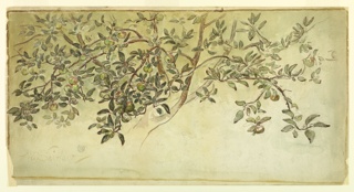 Drawing, Apple Tree (Study for a Decorative Design)