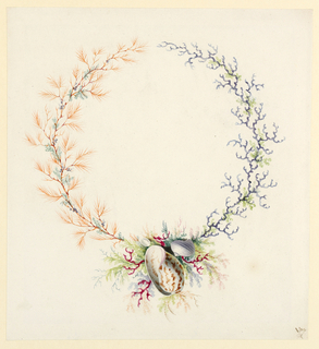 Drawing, Ornamental Design with Coral, Seaweed, and Shells
