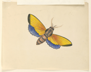 Drawing, Butterfly