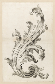 Print, Acanthus Leaf Design