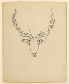 Drawing, Study of stag head
