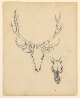Drawing, Study of stag head