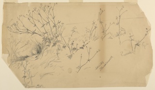 Drawing, Nature Study