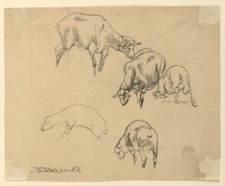 Drawing, Studies of Sheep