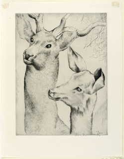 Print, Deer and Fawn
