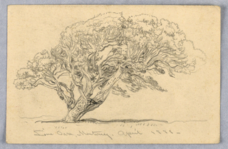 Drawing, Study, Tree, Santa Barbara, California