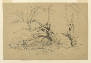 Drawing, Study, Trees, Santa Barbara, California