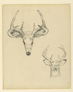 Drawing, Study of stag head