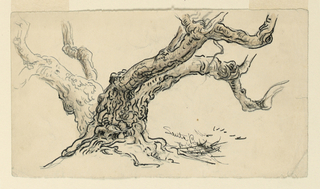 Drawing, Sketch, Sycamore, Santa Barbara, California