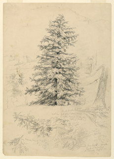 Drawing, Study of a Hemlock, North Conway, New Hampshire