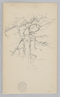 Drawing, Tree Branch