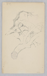 Drawing, Tree Branch