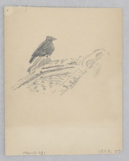 Drawing, Bird