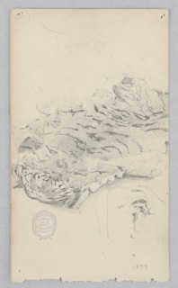 Drawing, Tiger skin rug