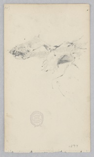 Drawing, Tiger skin rug