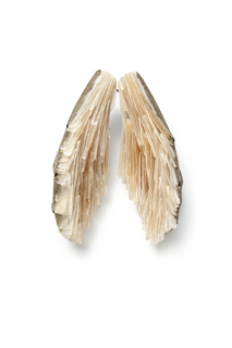 Brooch, Wings, from the Curiosity Collection