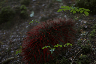 Rendering, Autonomous Seed Disperser, from Designing for the Sixth Extinction