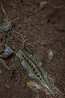 Rendering, Mobile Bioremediation Unit, from Designing for the Sixth Extinction