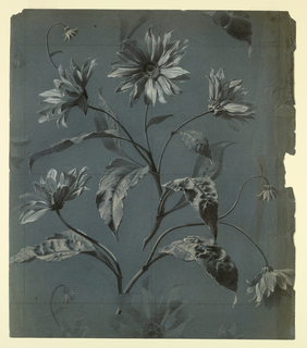 Drawing, Design for Wallpaper or Textile of Daisy-Type Flower with Repeat