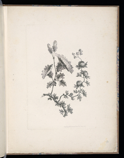 Print, Spray of Flowers