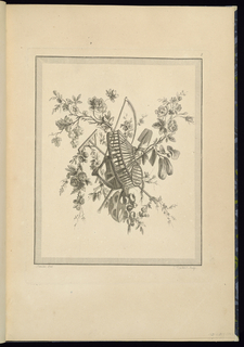 Print, Trophy Design