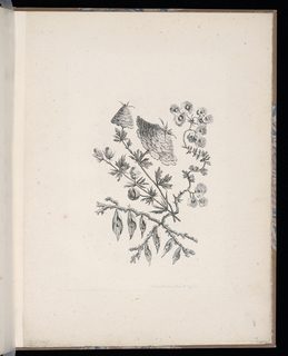 Print, Spray of Flowers