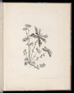 Print, Spray of Flowers