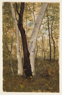 Drawing, In the Woods, Vermont