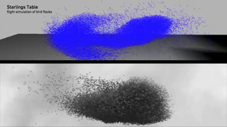 Video, Starling Table (sample): Swarm Table, simulation of bird flocks