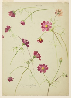 Drawing, Study of Cosmos