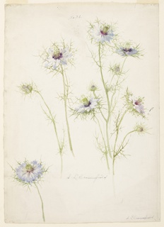 Drawing, Study of Love-in-a-mist